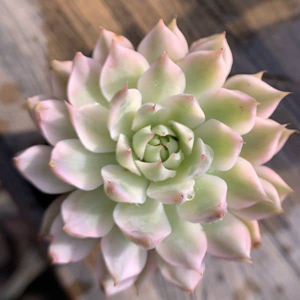 Amazon.co.jp: 農園直売 多肉植物 寄せ植え エケベリア属